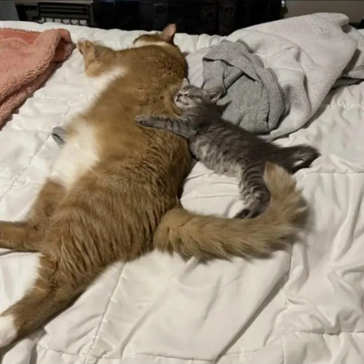 고양이 원본 658