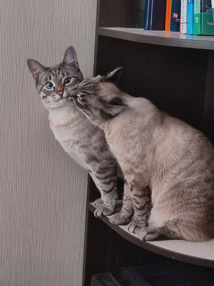 고양이 원본 572