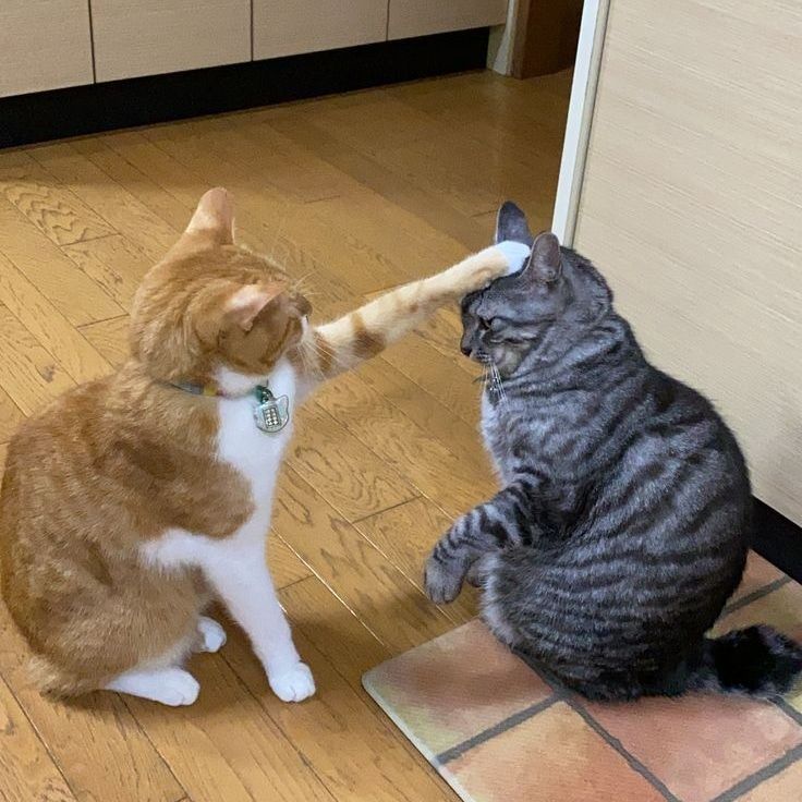 고양이 원본 701