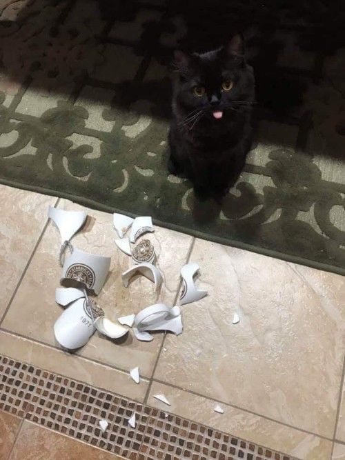 고양이 원본 343
