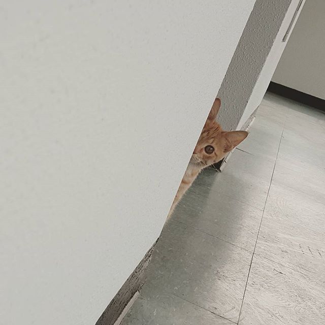 고양이 원본 480