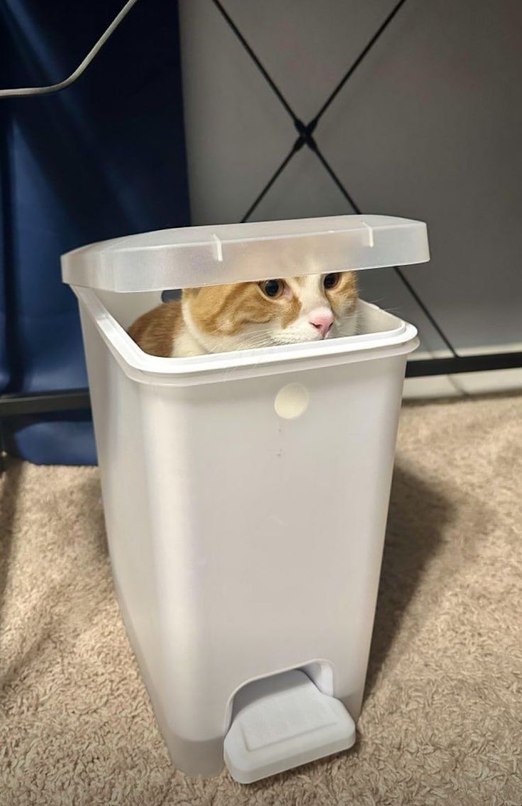 고양이 원본 201