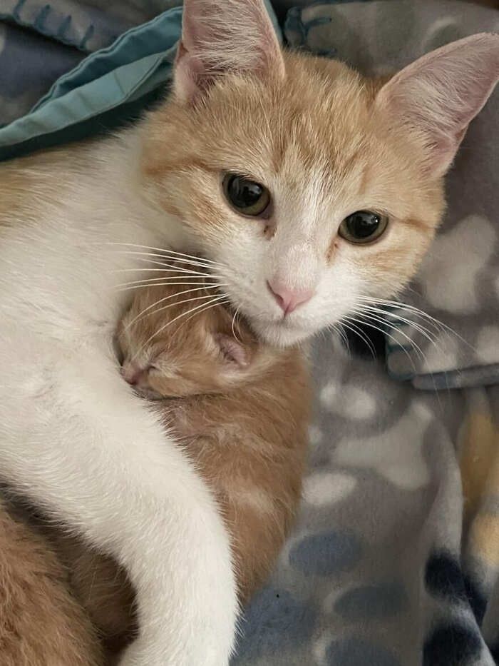 고양이 원본 563
