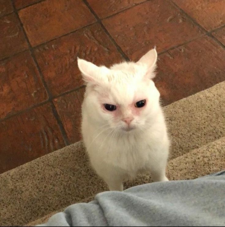 고양이 원본 015