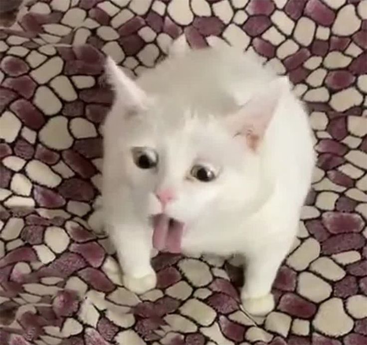 고양이 원본 498