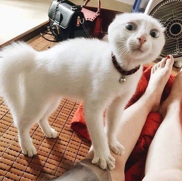 고양이 원본 024
