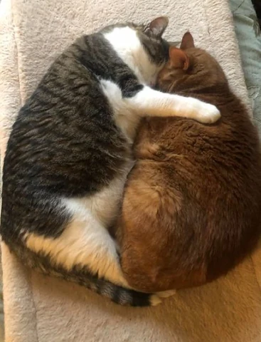 고양이 원본 567