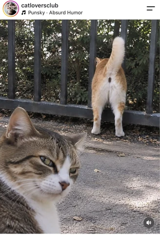 고양이 원본 660
