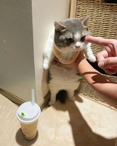 고양이 원본 215