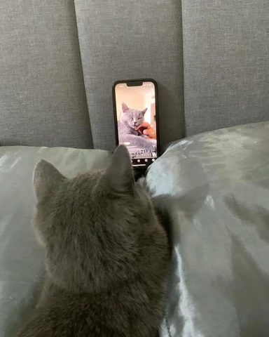 고양이 원본 627