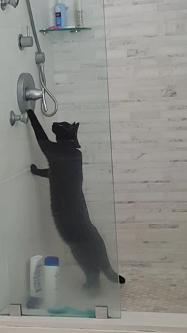 고양이 원본 212
