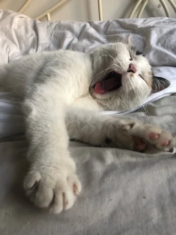 고양이 원본 711