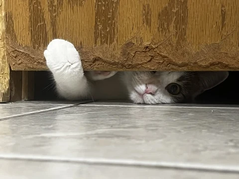 고양이 원본 027