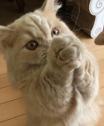 고양이 원본 245