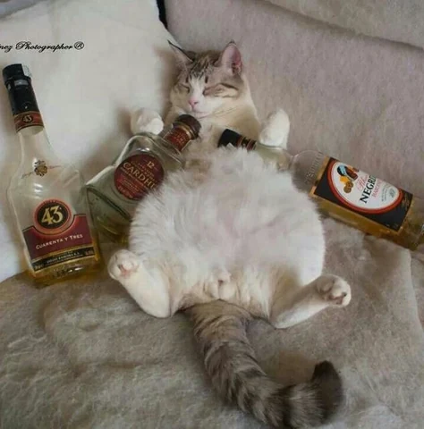 고양이 원본 123