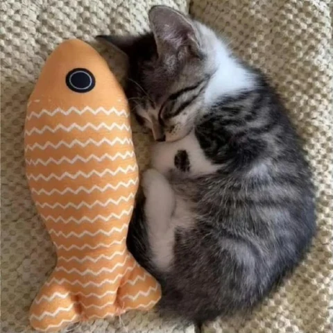 고양이 원본 318