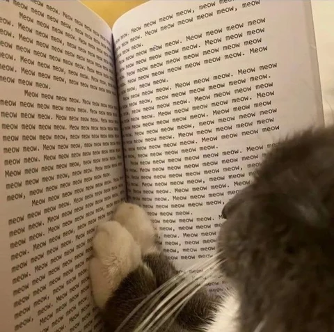 고양이 원본 231