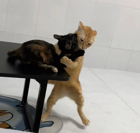 고양이 원본 622