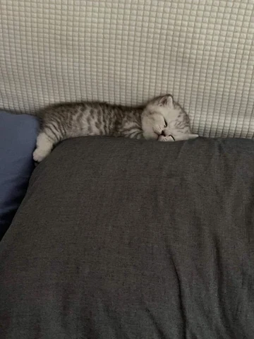 고양이 원본 678