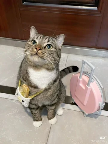 고양이 원본 485