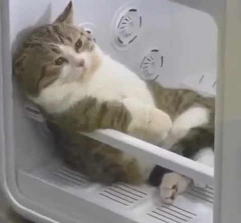 고양이 원본 074