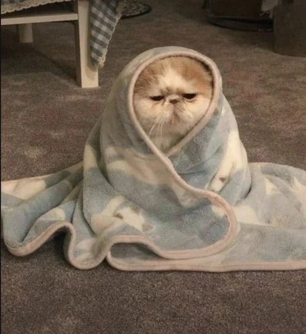 고양이 원본 364