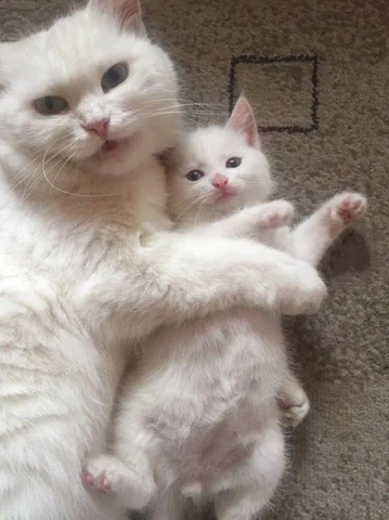 고양이 원본 656
