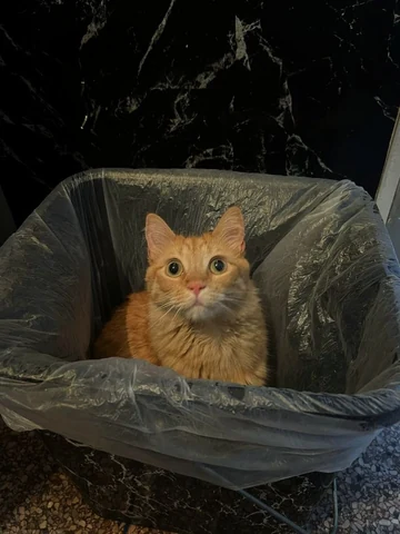 고양이 원본 707