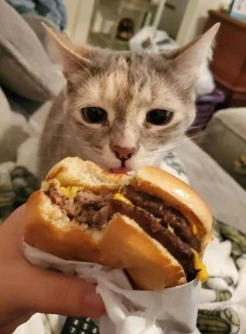 고양이 원본 084