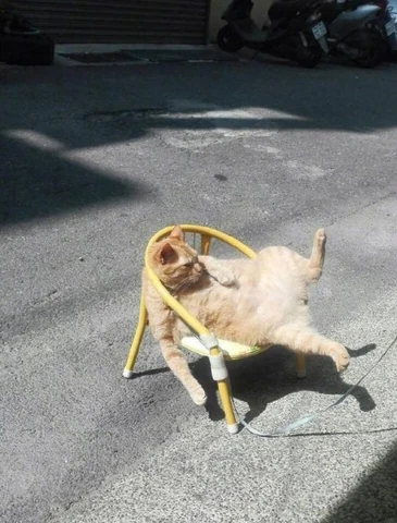 고양이 원본 031
