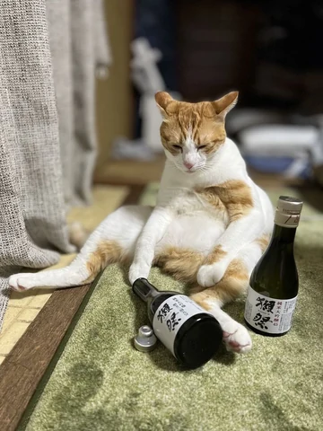 고양이 원본 052