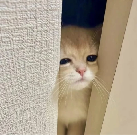 고양이 원본 638