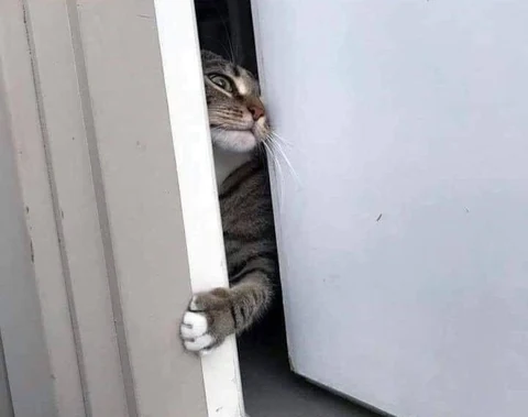 고양이 원본 011