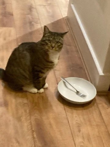 고양이 원본 068
