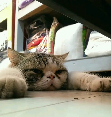 고양이 원본 341