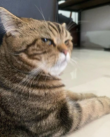 고양이 원본 641