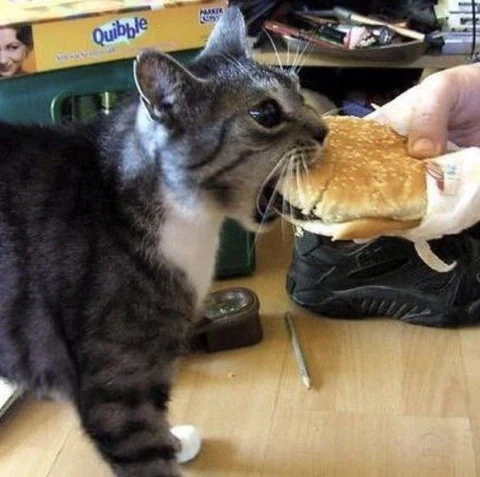 고양이 원본 251