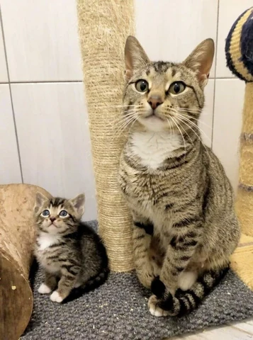 고양이 원본 537