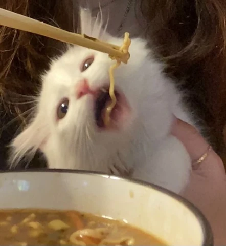 고양이 원본 271