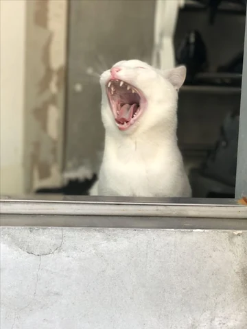 고양이 원본 618