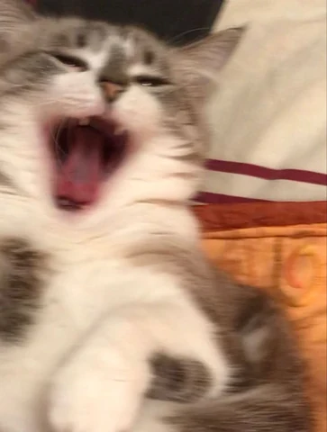 고양이 원본 334