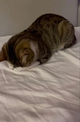 고양이 원본 395