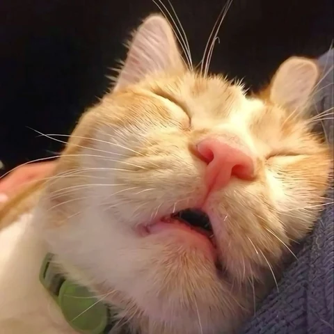 고양이 원본 708