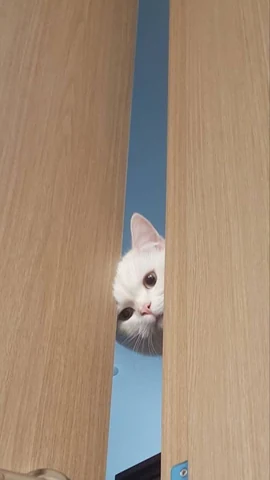 고양이 원본 421
