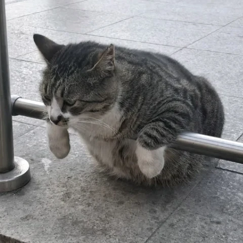 고양이 원본 165