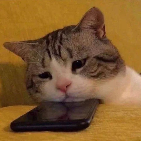 고양이 원본 347