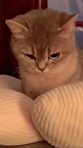 고양이 원본 608