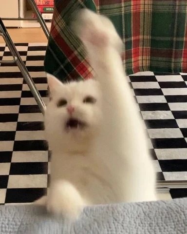 고양이 원본 667
