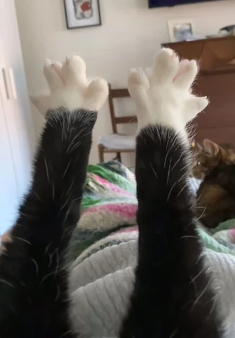 고양이 원본 582