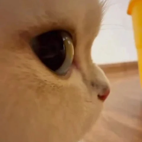 고양이 원본 492